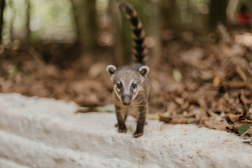 raccoon in the forest