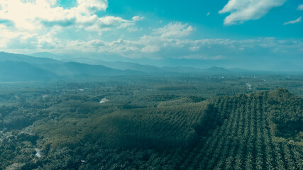 Green of nature farm. high angle view of oil palm plantation planted in an orderly manner at South...
