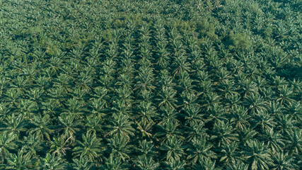 Green of nature farm. high angle view of oil palm plantation planted in an orderly manner at South...