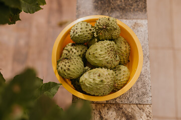 woman picking atemoya