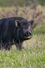 Vertical shot of a black pig foraging on a field