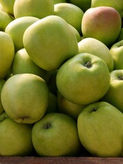 multicolor tasty apples from orchard close up