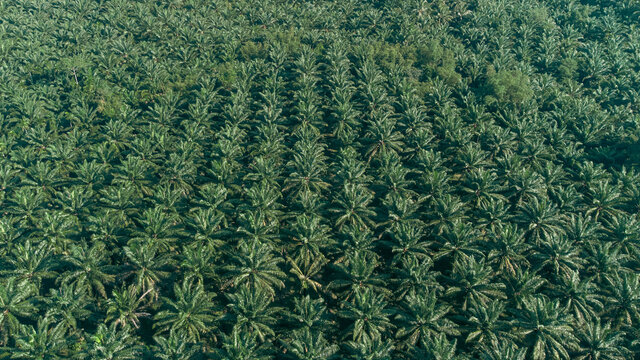 Green of nature farm. high angle view of oil palm plantation planted in an orderly manner at South east asia