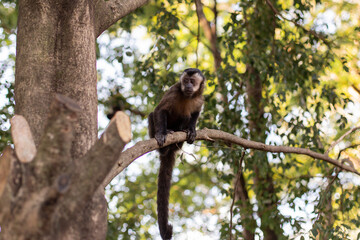 brown nail monkey on a tree in Brazil
