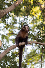Naklejka na ściany i meble brown nail monkey on a tree in Brazil