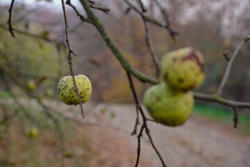 Selective focus of the yellow decaying apples on the tree branches
