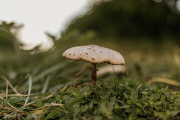 white mushroom growing in the grass