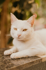 Naklejka na ściany i meble white cat with yellow eyes lying in the garden