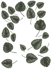 green small leaves of Ceropegia woodii climbing plant isolated