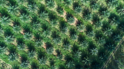 high angle view of oil palm plantation planted in an orderly manner at South east asia