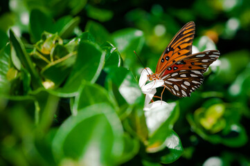A Closeup Macro Photography Shot of a Monarch Butterfly Orange Green Background Insect Beautiful Pollinating a Flower Good for the Earth 