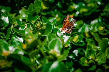 A Closeup Macro Photography Shot of a Monarch Butterfly Orange Green Background Insect Beautiful Pollinating a Flower Good for the Earth 
