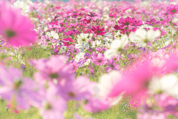 滋賀 - 【野田のコスモス】