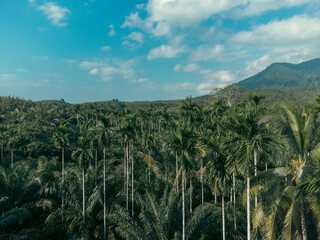 Fototapeta na wymiar high angle view of oil palm plantation planted in an orderly manner