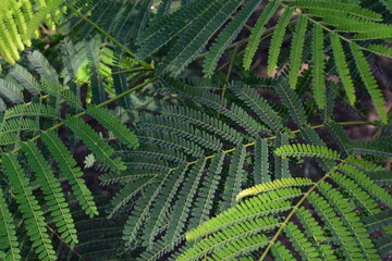 Fototapeta premium Hojas verdes de árbol