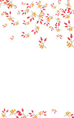 Red Leaf Background White Vector. Foliage Abstract Set. Yellow Leaves Wood. Season Illustration. Berries Silhouette.