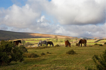 Obraz premium A small herd of Dartmoor ponies, who live out on the common land all year-round, grazing at Rowden Cross near Widecombe-in-the-Moor, Dartmoor, Devon, UK