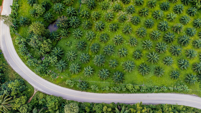 Aerial View Of Beautiful Road Cuts Through The Middle Of An Oil Palm Plantation In Thailand, South East Asia