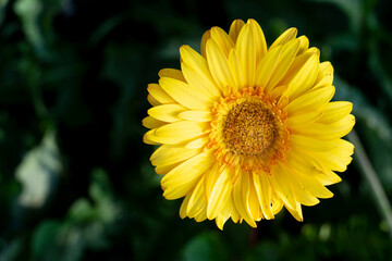 Obraz premium Above view of the beauty of flower petals Transvaal daisy. Yellow color large petal species. with blurred of green leaves.