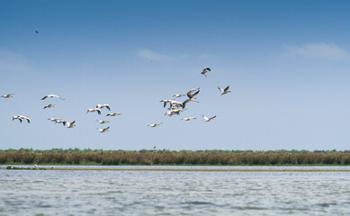 Birds of Danube Delta in Romania. A flock of a lot of pelicans flying over the waters of this amazing and unique place from Europe.