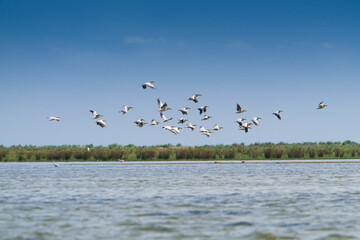Birds of Danube Delta in Romania. A flock of a lot of pelicans flying over the waters of this amazing and unique place from Europe.