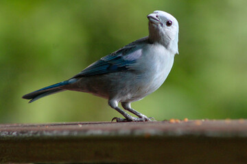 Pássaro