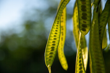 green vegetation in the forest, beautiful green landscape in summer day