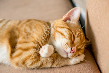 The cat sleeps in an uncomfortable position. A funny cat lies on a white blanket