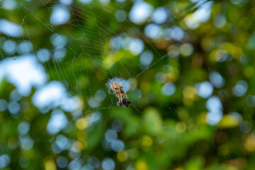 macro photo of a spider in the garden, spider sitting on a spider's web.