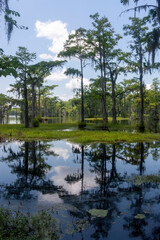 Cyprus swamp greenery blue sky trees with Spanish moss reflecting in black water Vertical Photo...