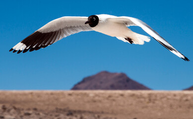 White bird flying above the Atacama desert alto plato in Bolivia.