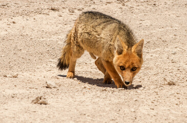 A red fox in the Atacama desert in Bolivia.