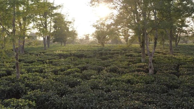 Sunset rays shining through branches in tea garden in Assam 
