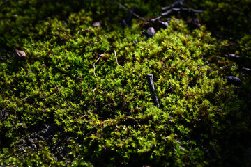 Green wet moss close up - 475539455