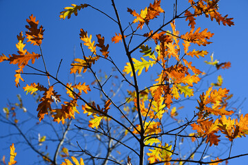Vivid oak autumn leaves on blue sky background - 475539477