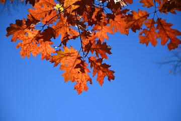 Red oak autumn leaves on blue sky background - 475539486