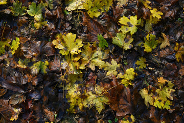 Wet fallen leaves in autumn - 475539629