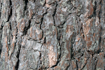 Brown background texture of tree bark