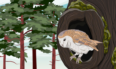 A barn owl peeps out of a large hollow of an old tree covered with moss. Realistic vector forest landscape