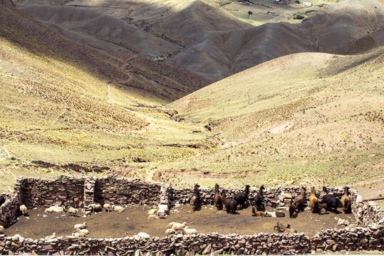 Animals and mountain view in the Atacama desert, Bolivia.