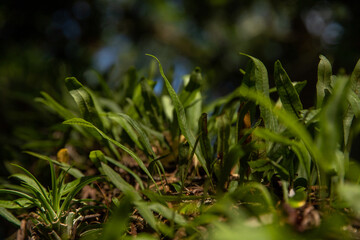green vegetation in the forest, beautiful green landscape in summer day