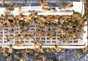 Macro image of the working bees on honey cells. Bee on honeycomb. Apiculture. Close up of a frame...