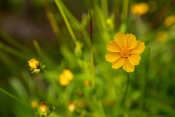 Tropical flower in the field, natural green vegetation, beautiful summer day landscape