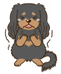 おびえるキャバリア（ブラックタン）