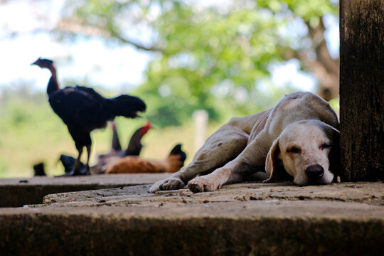 Cachorro