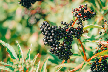 Large bunch of black elderberries. Beautiful photo for illustrations. Blurred background of autumn...