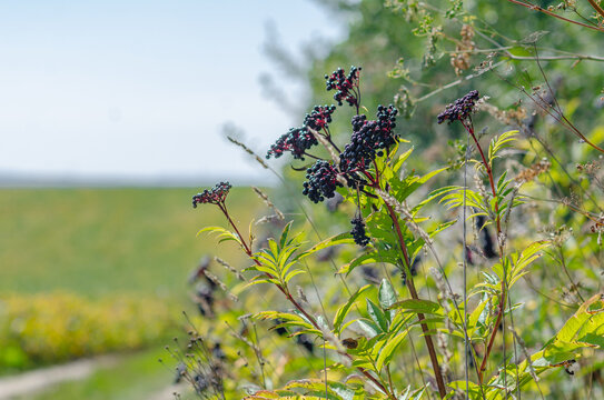 Black Elderberry Bushes Along  Field Road.