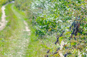 Black elderberry bushes along  field road.