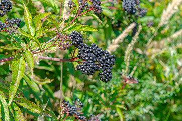 Black elderberry in the field. Pest-damaged leaves. Problems of gardening.