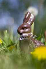 Vertical shot of a chocolate easter bunny in the garde